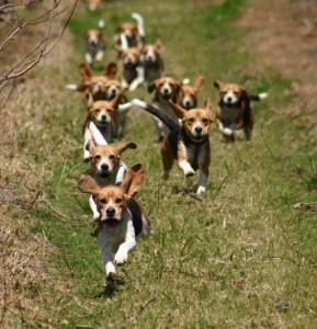 Beagle- Lindos filhotes