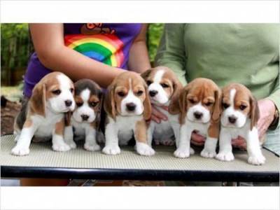 Beagle- Lindos filhotes