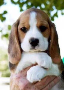 Beagle- Lindos filhotes