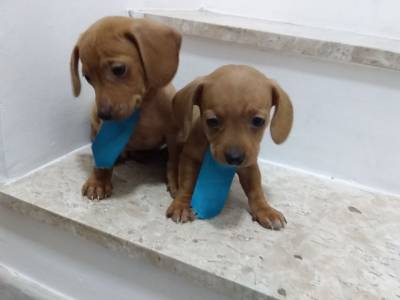 Basset Dachshund teckel miniatura disponiveis machos dourados chama na zap Lapa sp