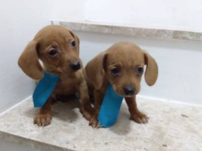 Basset Dachshund teckel miniatura disponiveis machos dourados chama na zap Lapa sp