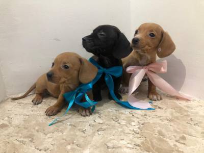 Basset Dachshund mini disponiveis preto canela machos e fmeas chama na zap Lapa sp