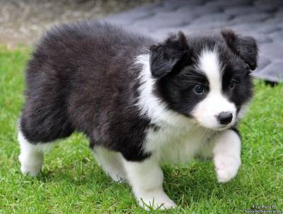 Filhotes de Border Collie