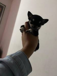 Chihuahua