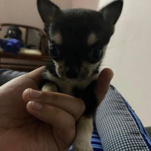 Chihuahua