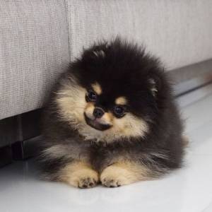 Spitz Alemo