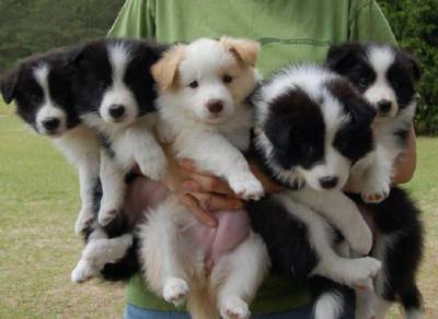 Border Collie preto e branco na promoo