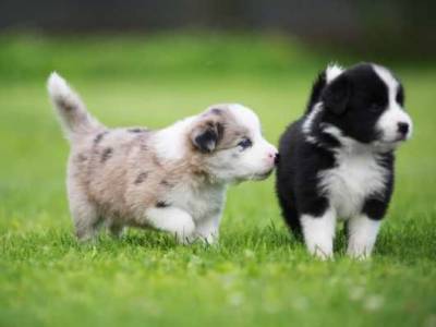 Border Collie preto e branco na promoo