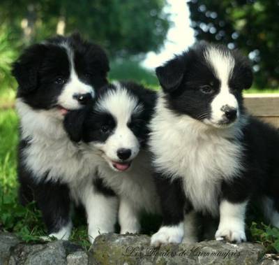 Border Collie preto e branco na promoo