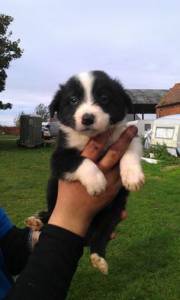 Border Collie preto e branco na promoo