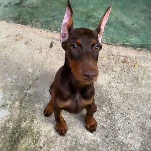 Doberman