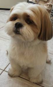 Lhasa Apso