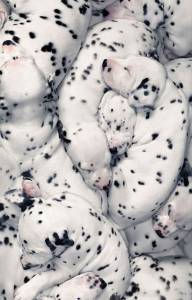 Dalmata