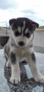 Husky Siberiano