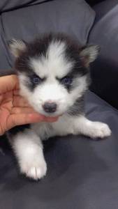 Husky Siberiano