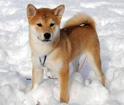 Akita Inu