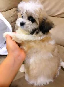 FILHOTE DE LHASA APSO MACHO