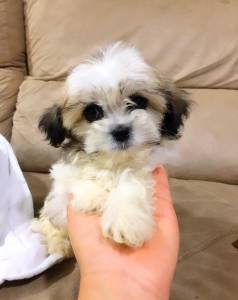 FILHOTE DE LHASA APSO MACHINHO