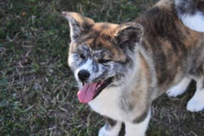 akita inu