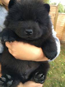 Chow chow