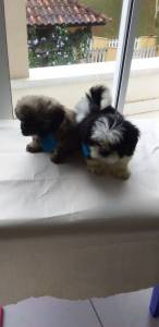 Shih tzu machos o ranking n um de procura Lapa Sp