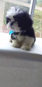 Shih tzu machos o ranking n um de procura Lapa Sp