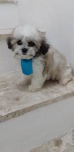 Shih tzu machos o ranking n um de procura Lapa Sp