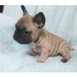 Bulldog Francs bulldog francs fawn Registados no CPC Santarm Cartaxo