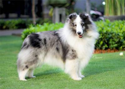 Pastor de Shetland tricolor com pedigree