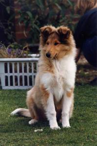 Pastor de Shetland tricolor com pedigree