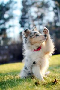 Pastor de Shetland blue merle com pedigree