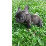 BULLDOG FRANCS FMEA