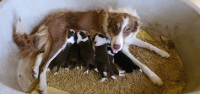 Ninhada Border Collie