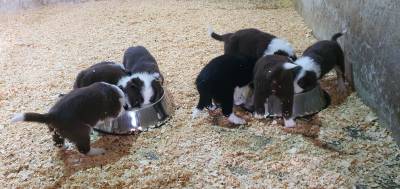 Ninhada Border Collie