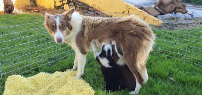 Ninhada Border Collie