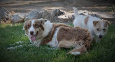 Ninhada Border Collie