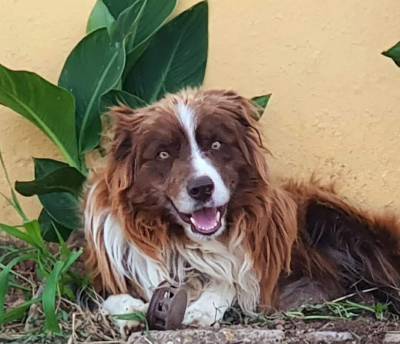 Ninhada Border Collie