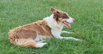 Ninhada Border Collie