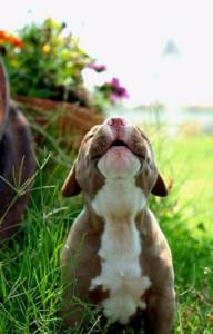 pitbull fema