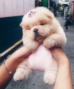 Filhotes Chow Chow