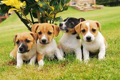 jack russel para reserva