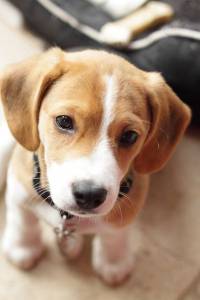 jack russel para reserva