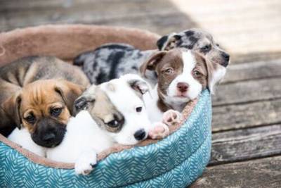 jack russel para reserva