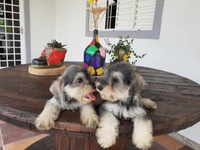 schnauzer mihniatura