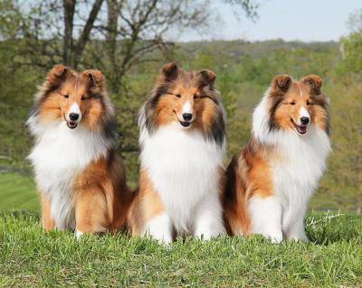 tres machos tricolor pastor de shetland