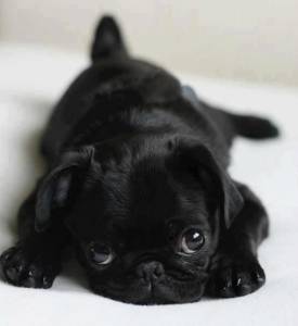 Filhotes de Pug