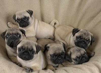 Filhotes de Pug