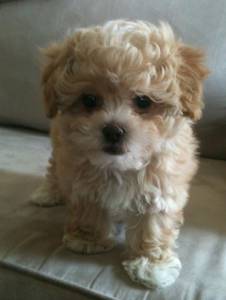 poodle toy fema