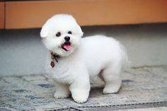 bichon fise