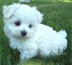 bichon fise